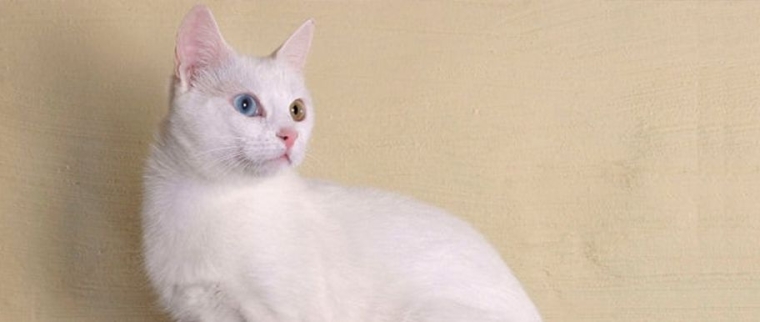 Chat Anatoli